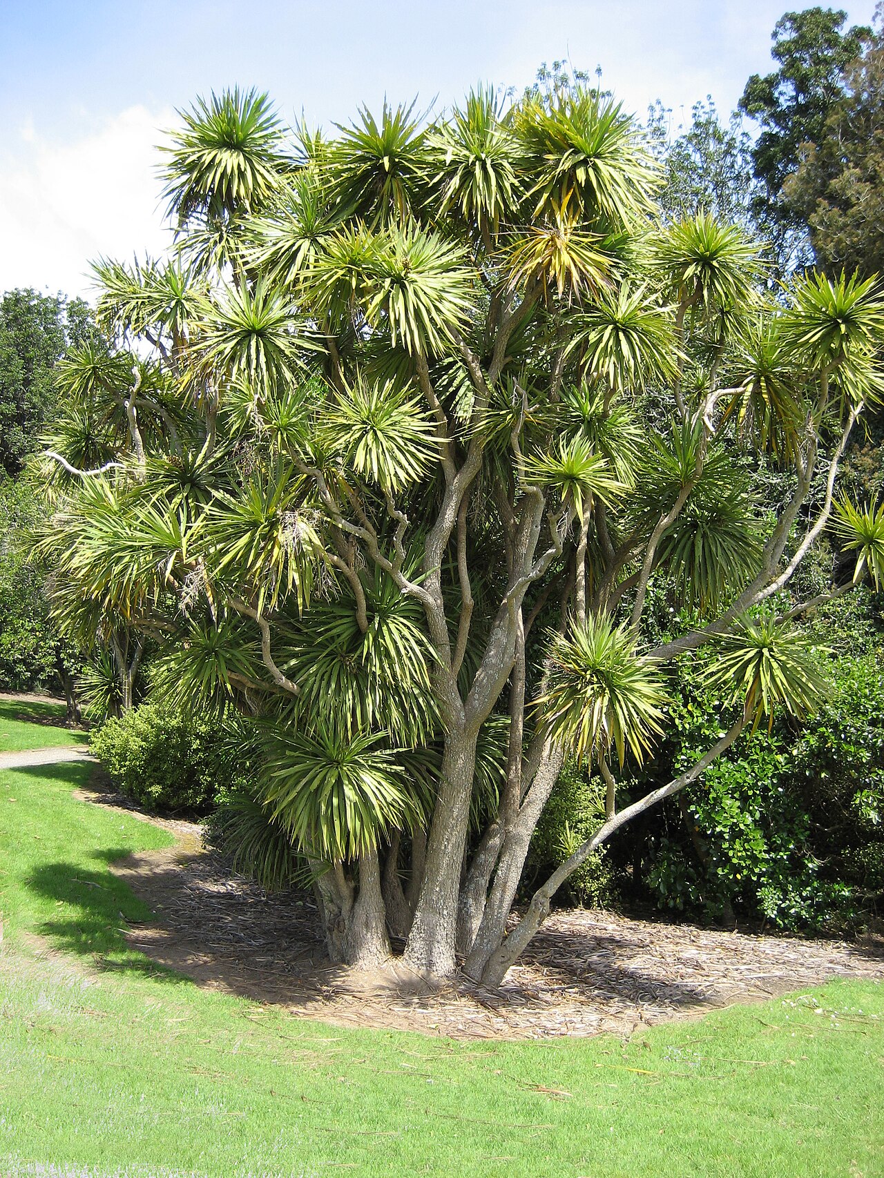 Cabbage tree – Cordyline australis