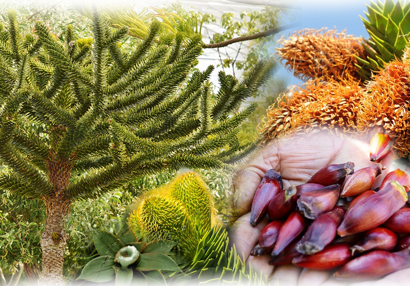 Chilenische Araukarie – Araucaria araucana