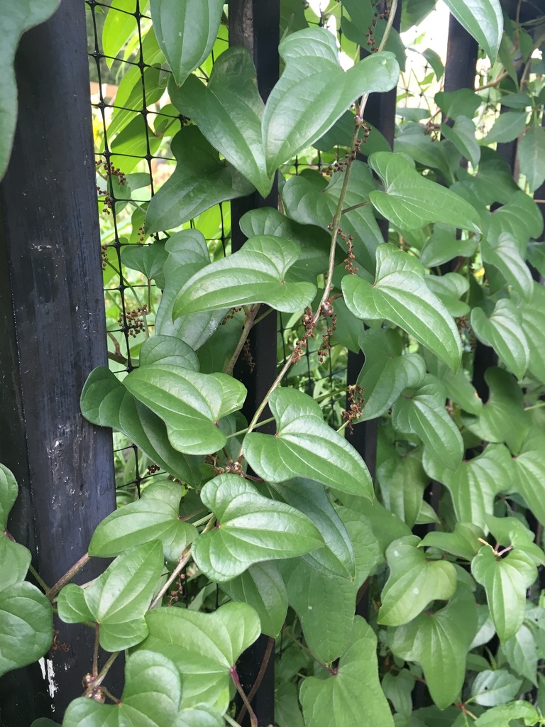 Chinese yam – Dioscorea batatas