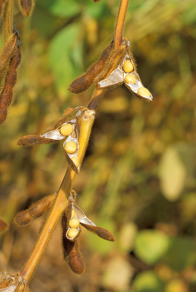 Soybean – Glycine max
