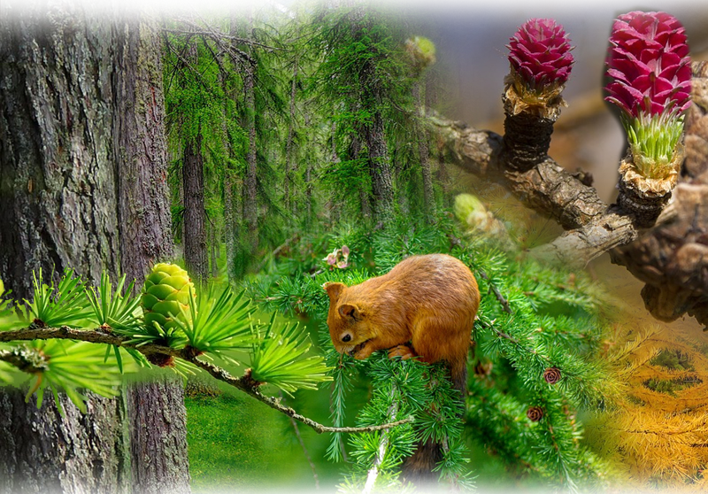 European larch – Larix decidua