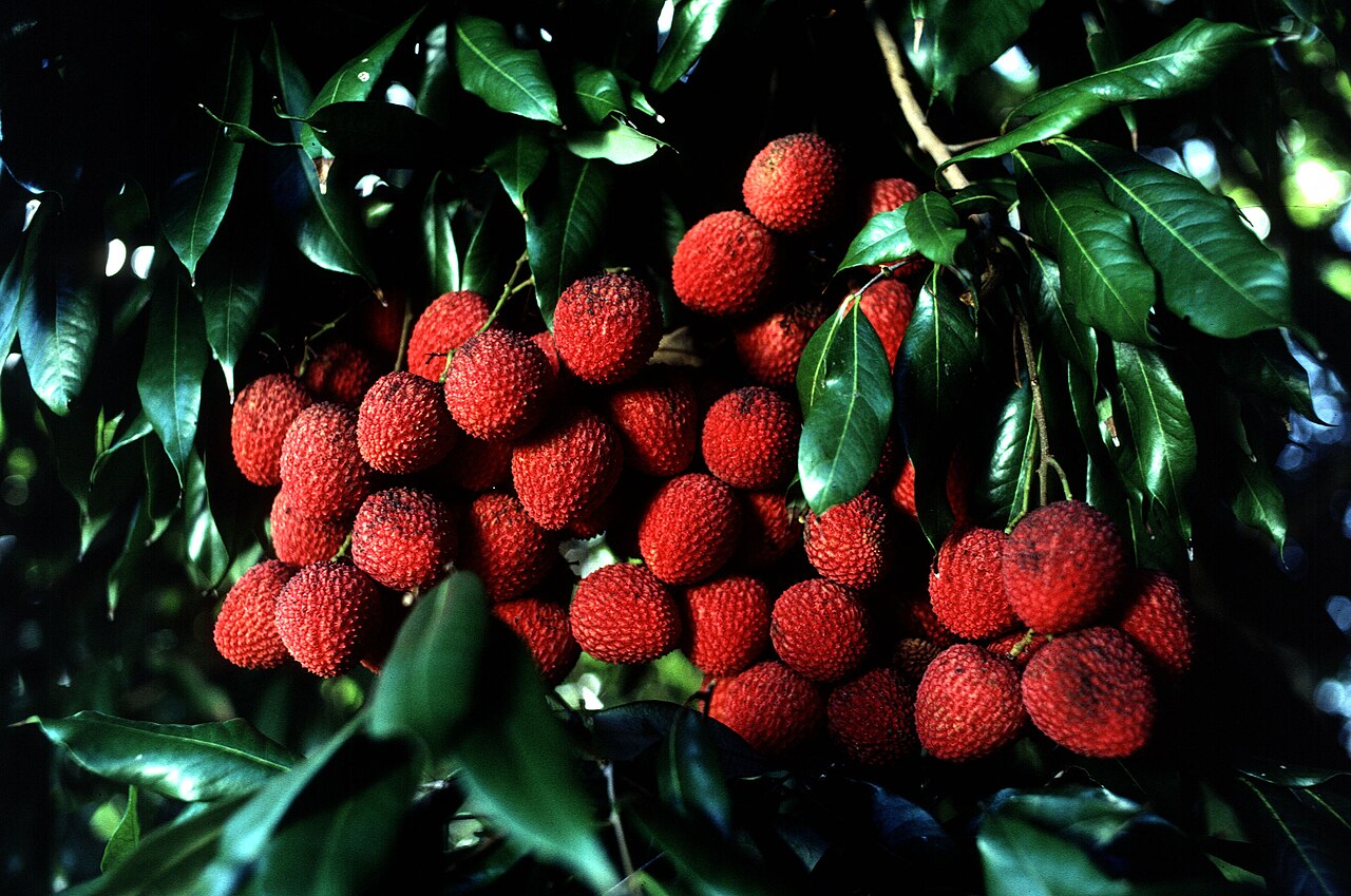 Lychee – Litchi chinensis