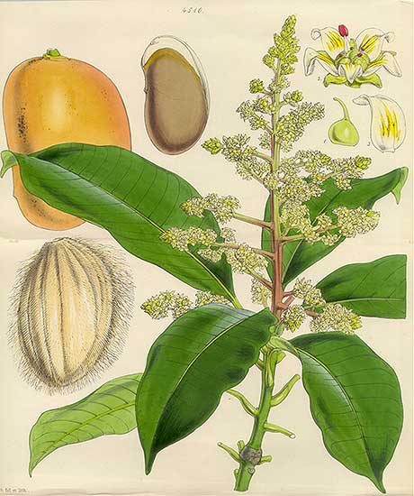 Mango – Mangifera indica