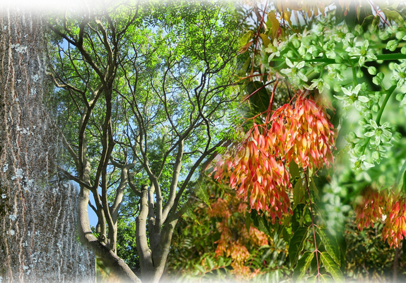 Götterbaum – Ailanthus altissima