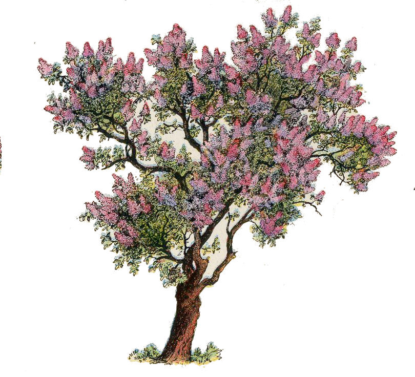 Flieder – Syringa vulgaris