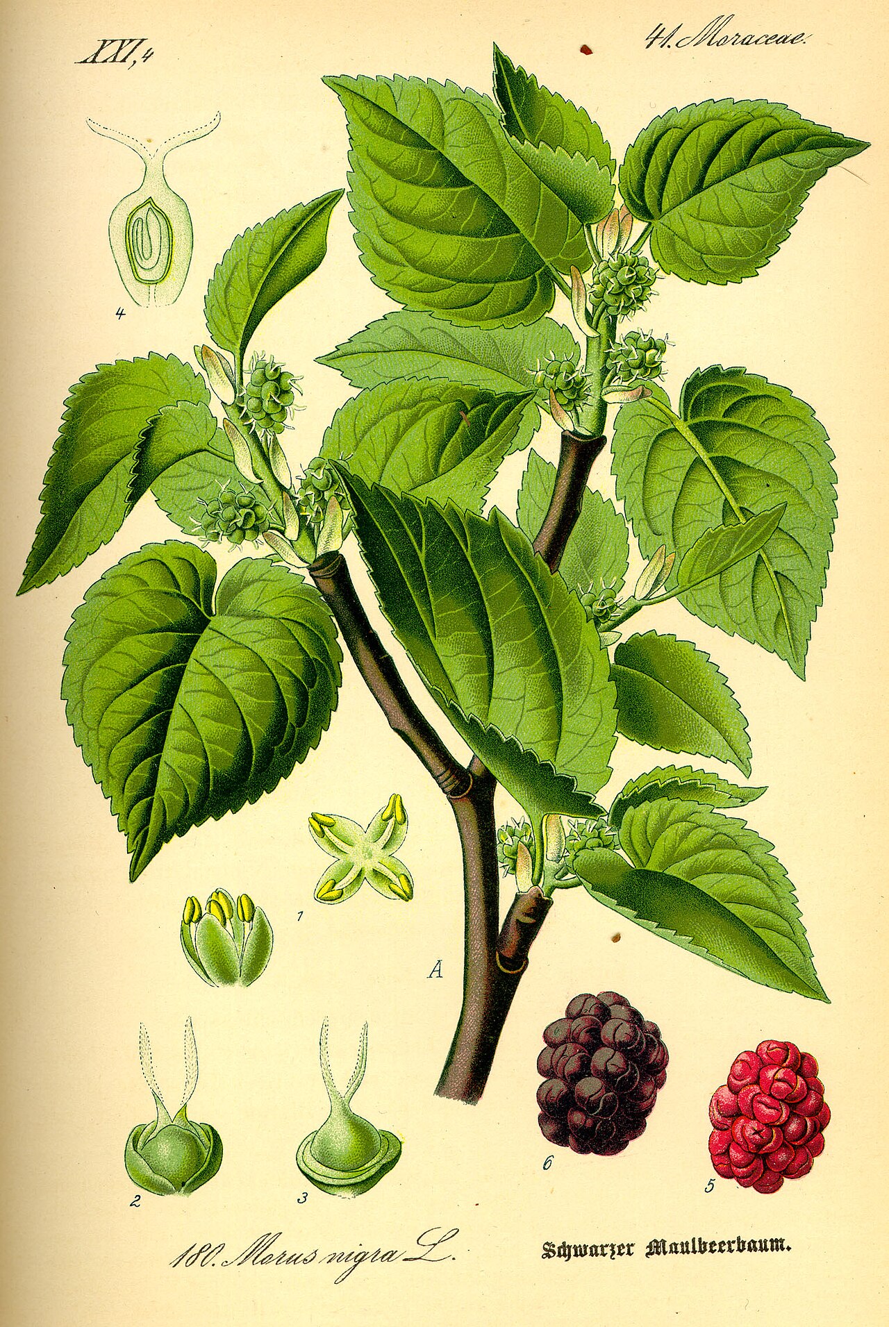 Black mulberry – Morus nigra