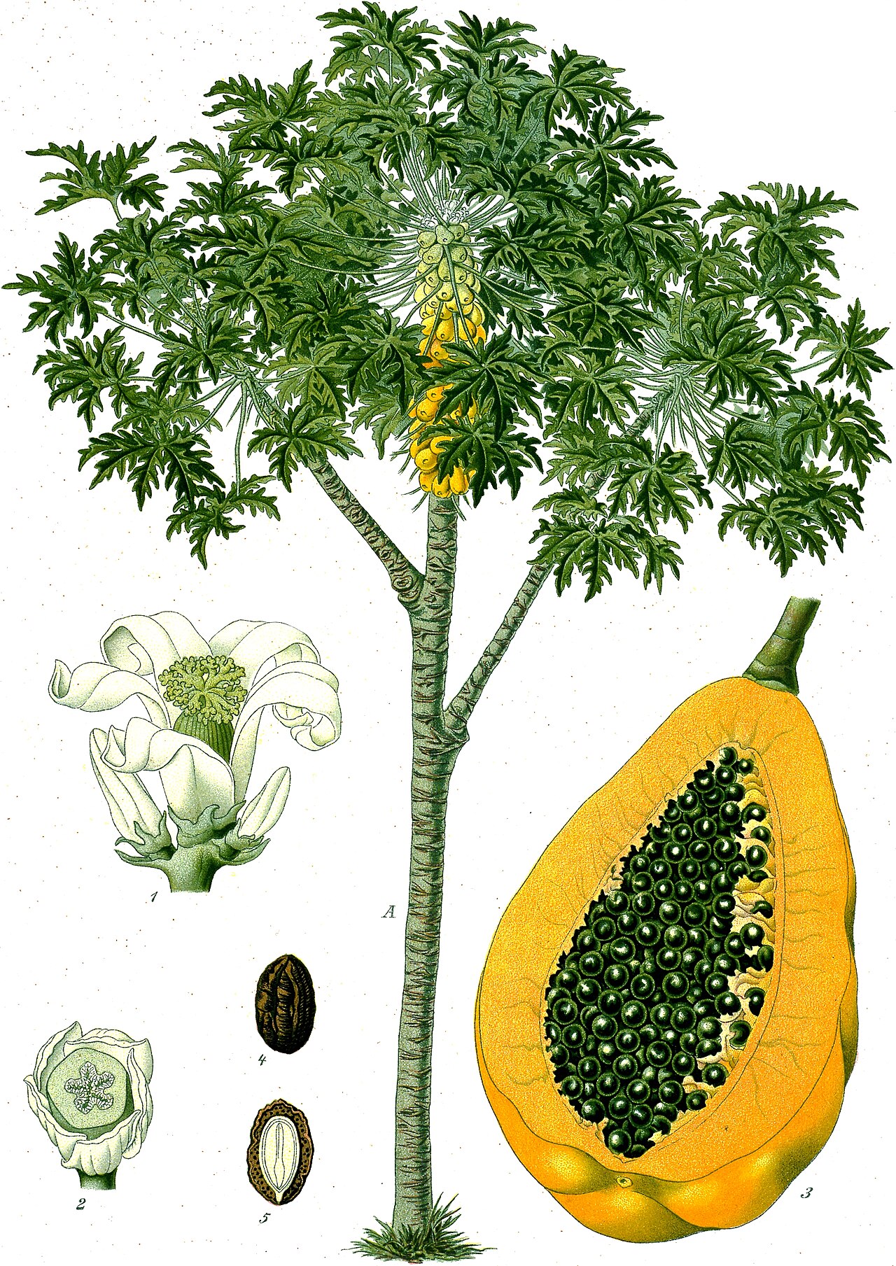 Papaya – Carica papaya