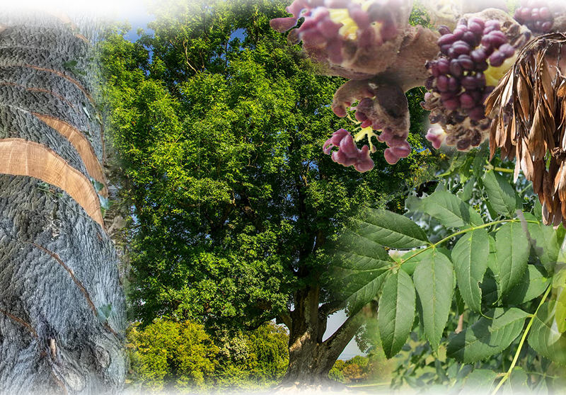 Esche – Fraxinus excelsior