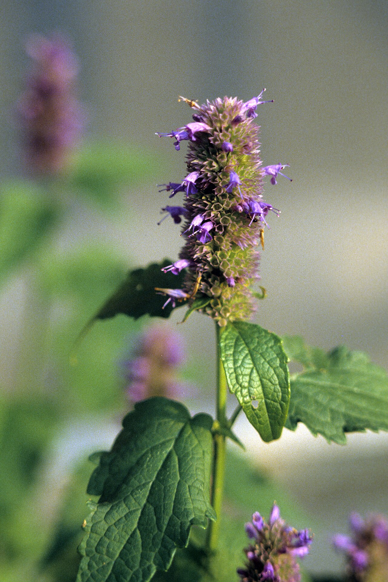 Anise hyssop – Agastache foeniculum