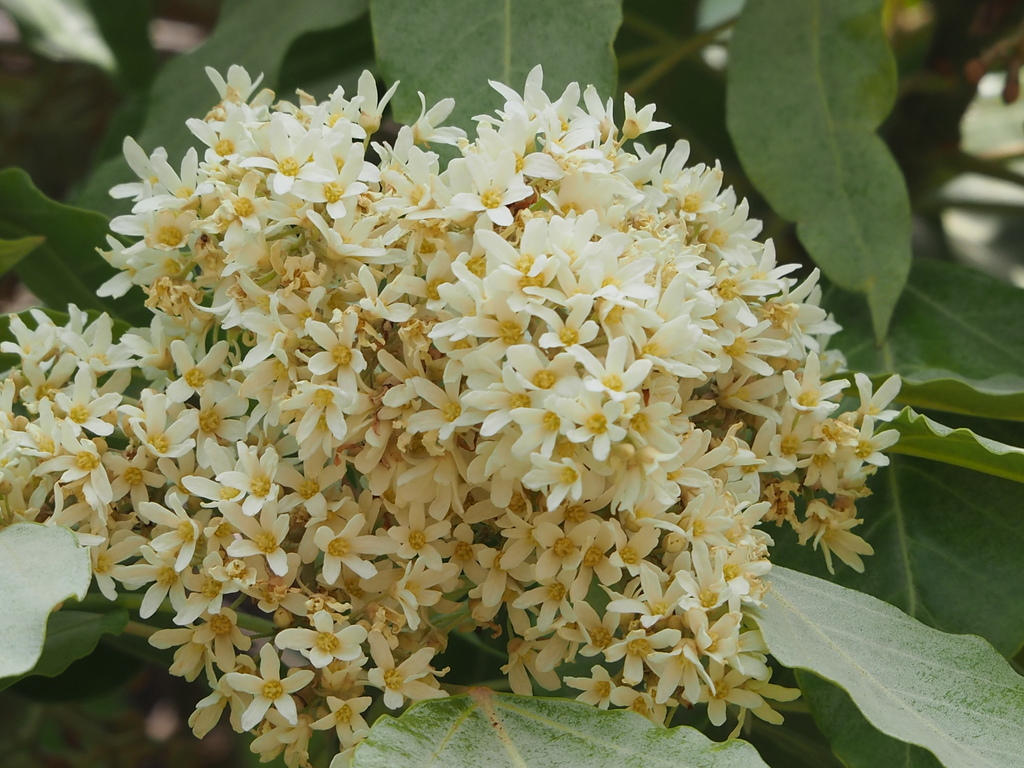 Lichtnussbaum – Aleurites moluccana