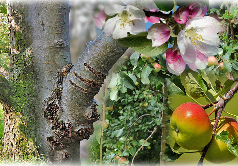 Apfel – Malus domestica