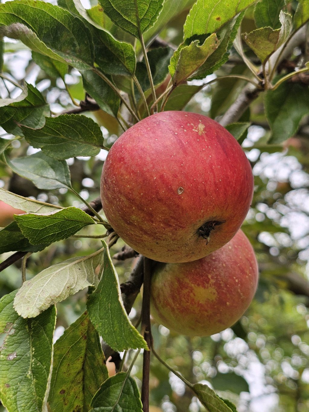Cox's Orange Pippin – Apple