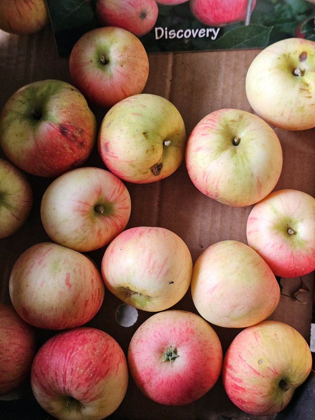 Discovery – Apple