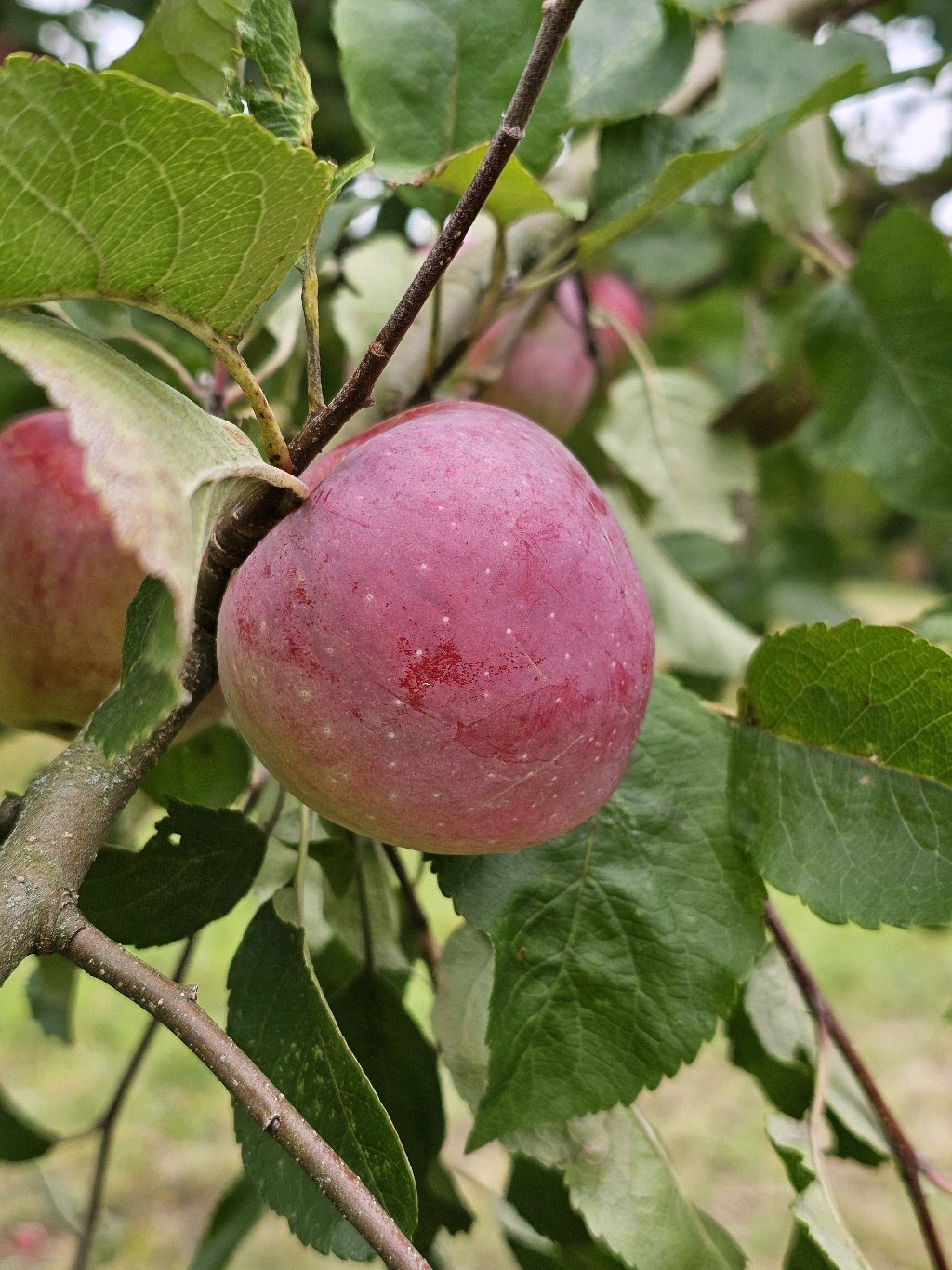 Florina – Apple