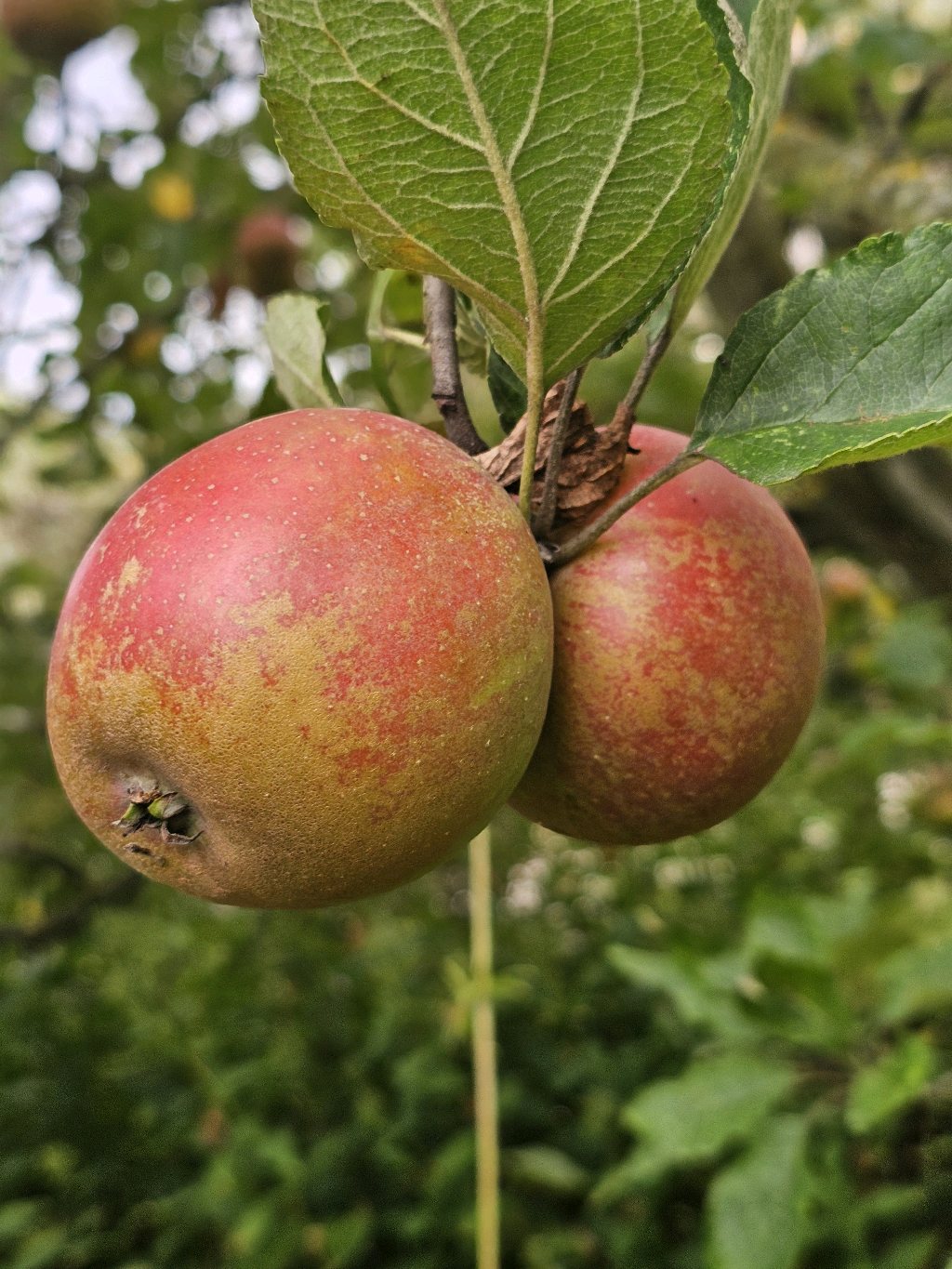 Holsteiner Cox – Apple
