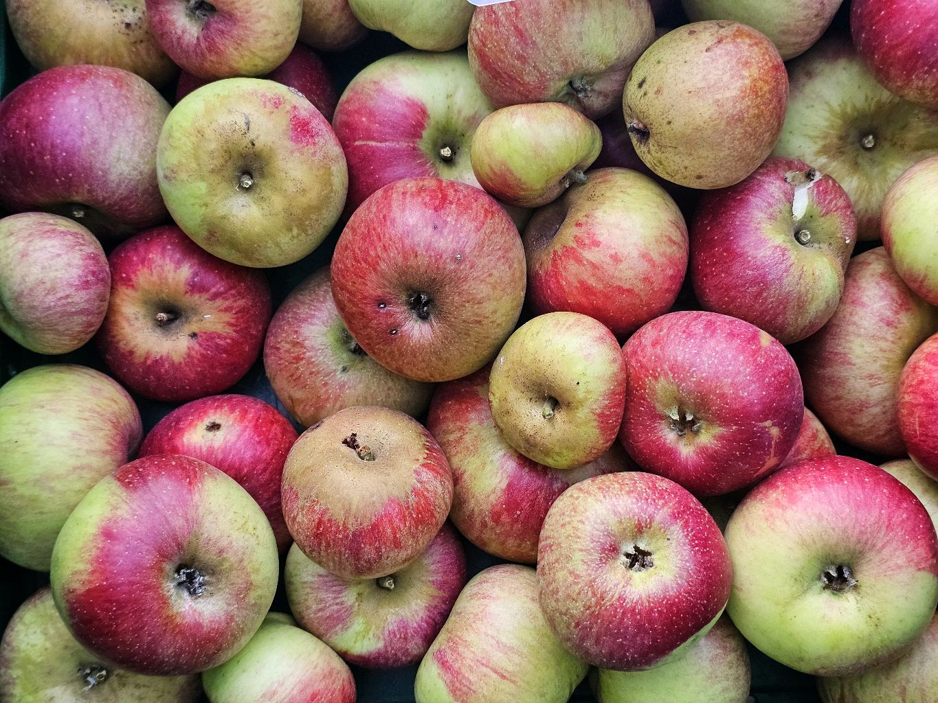 Prinz Albrecht von Preußen – Apfel