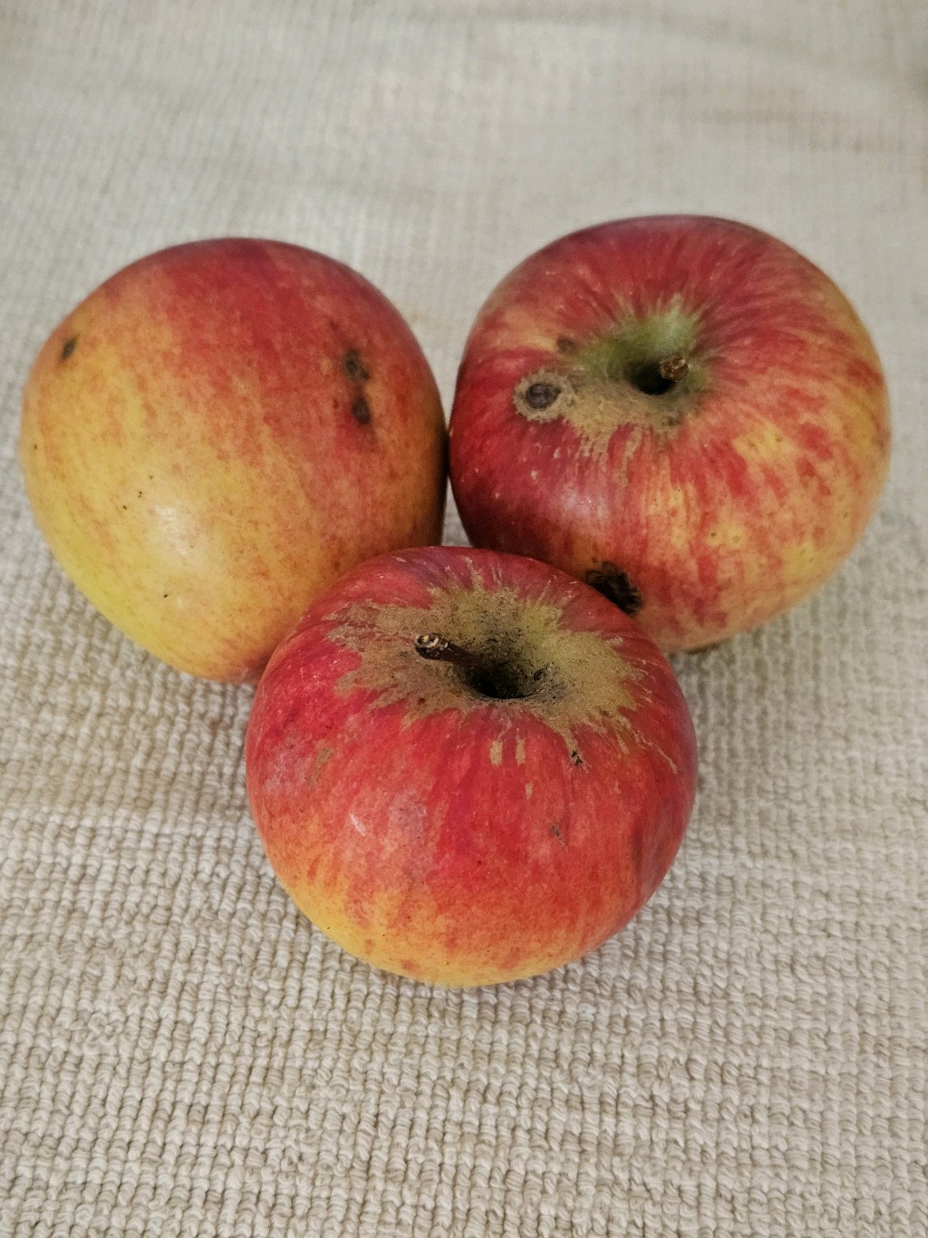 Reglindis – Apfel