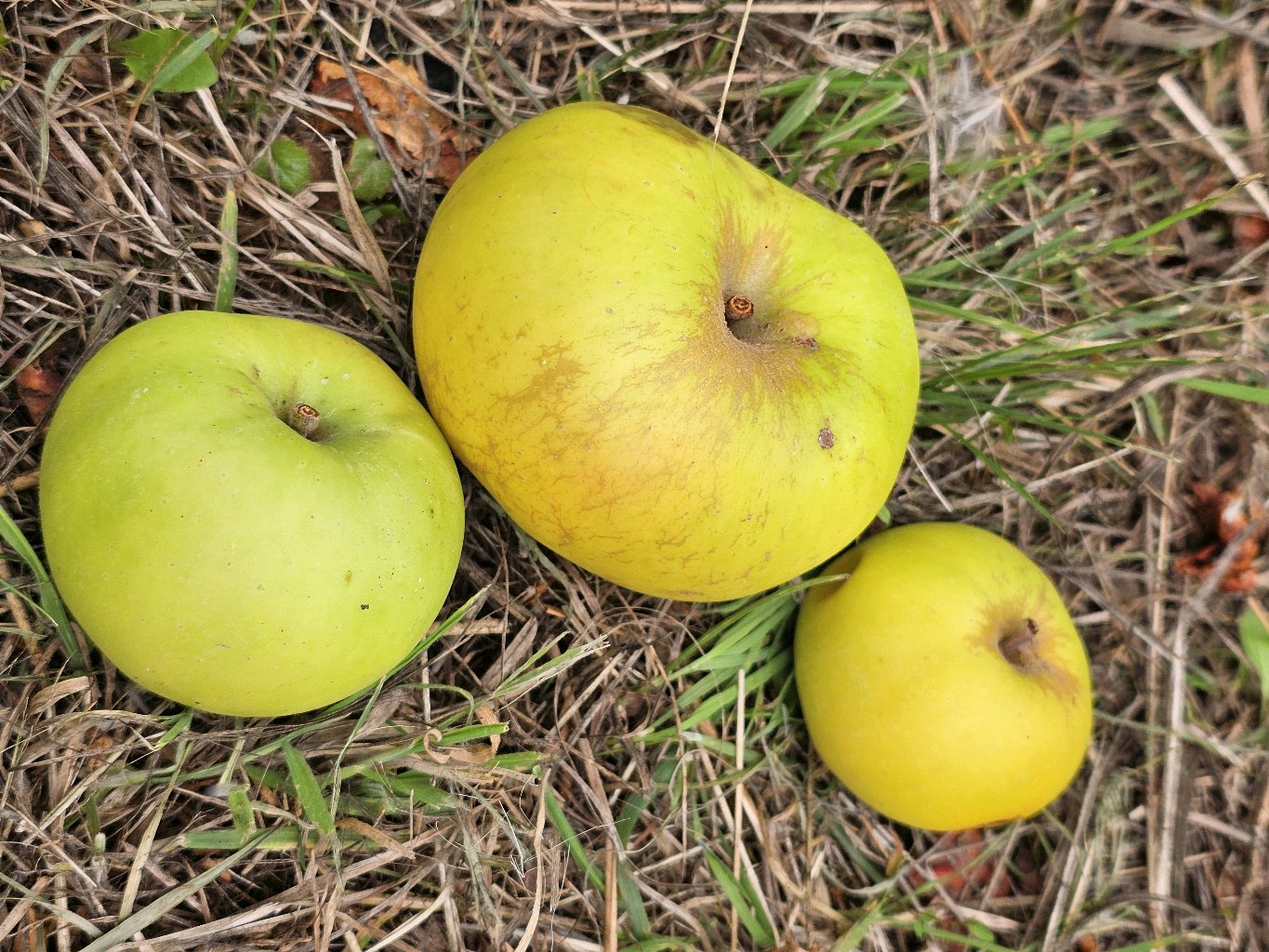 Riesenboiken – Apfel