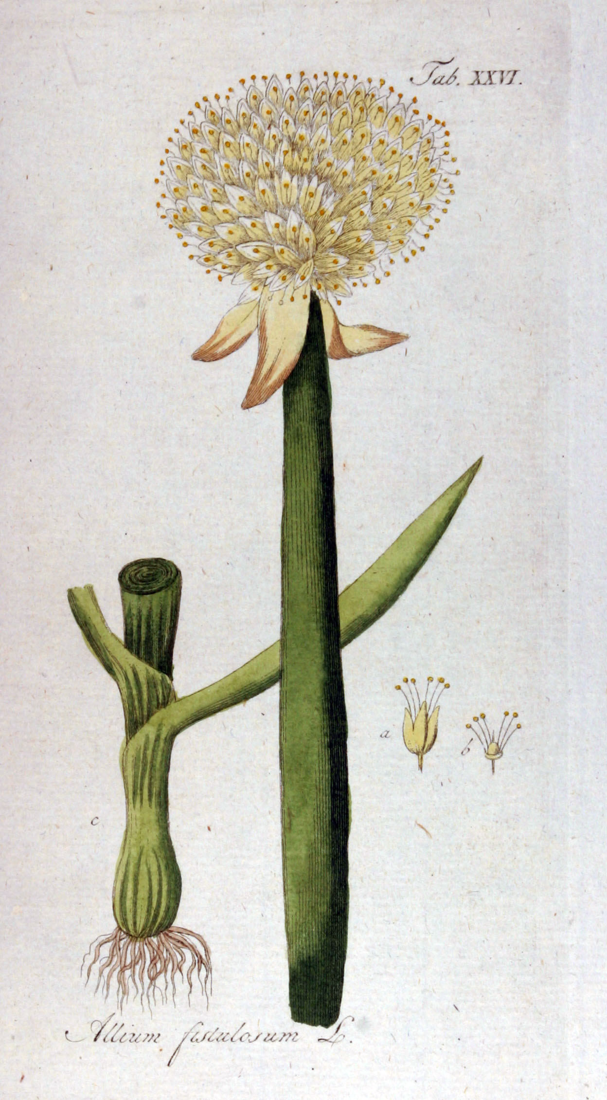 Welsh onion – Allium fistulosum