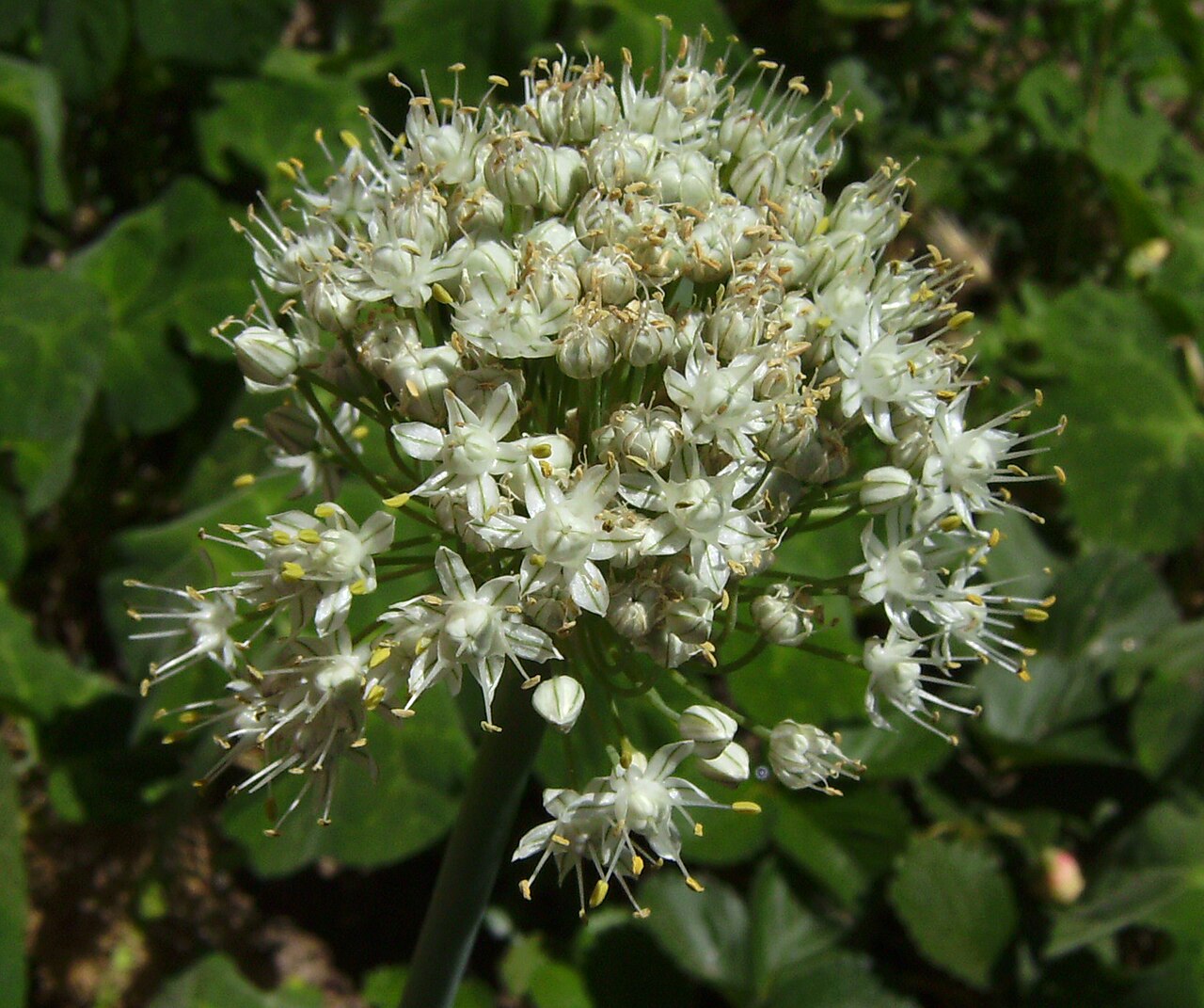 Knoblauch-Schnittlauch – Allium tuberosum