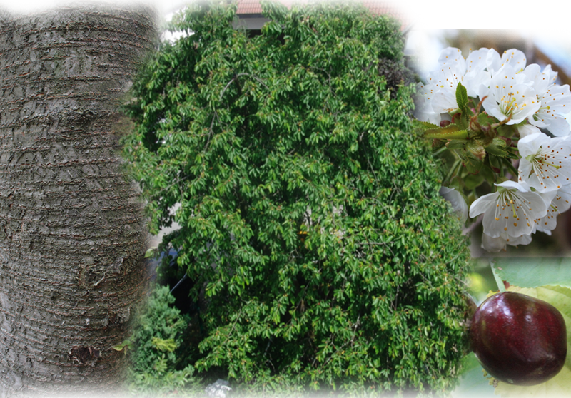 Vogelkirsche – Prunus avium