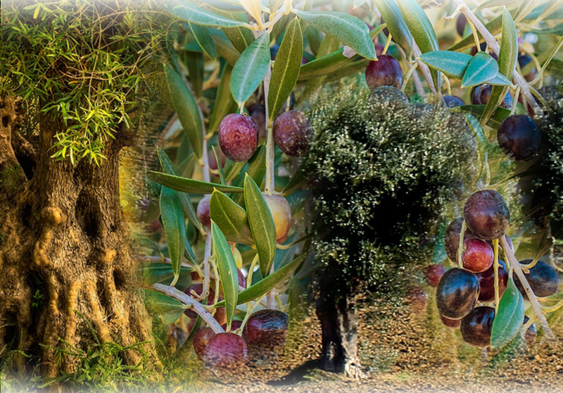 Olive – Olea europaea