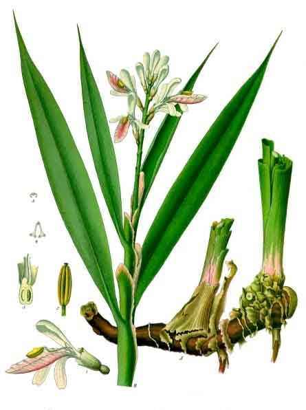 Echter Galgant – Alpinia galanga