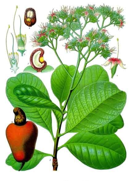 Cashewnuss Kaschu – Anacardium occidentale