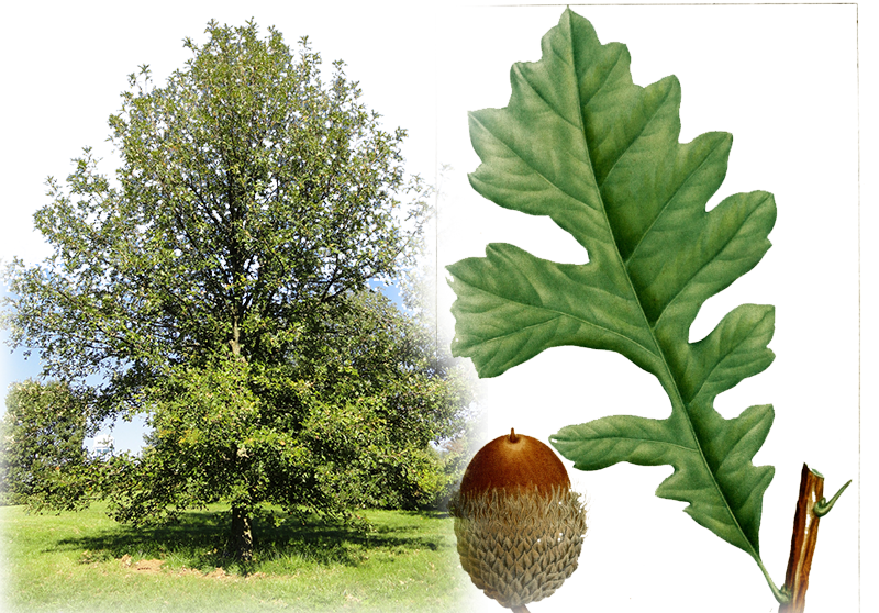 Grossfruchtige Eiche – Quercus macrocarpa