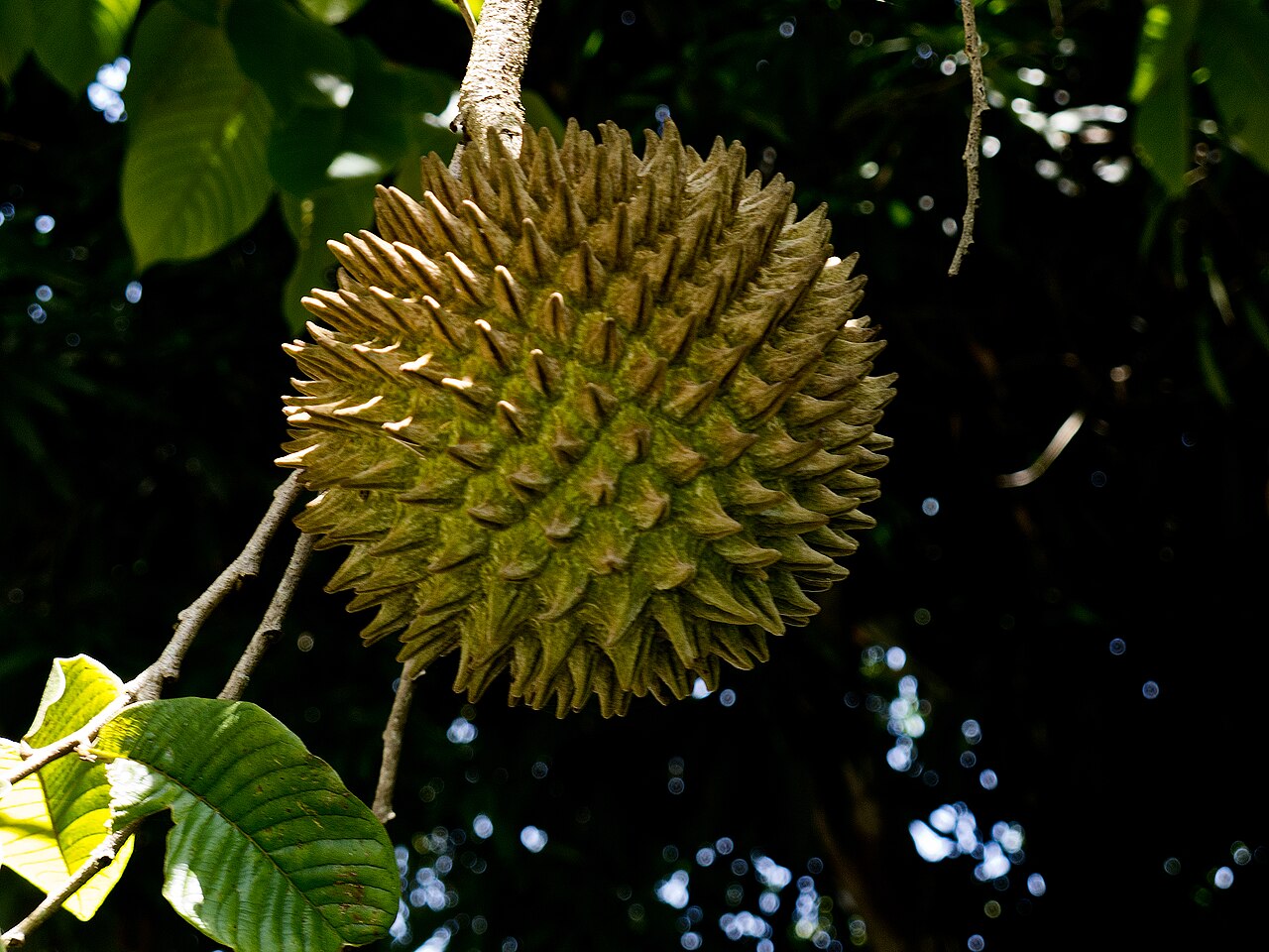 Sancoya – Annona purpurea