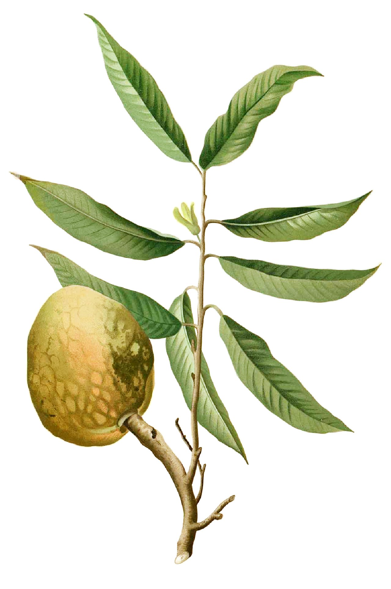 Netzannone – Annona reticulata