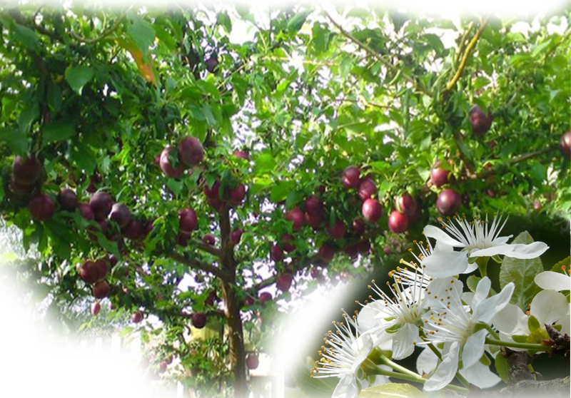 Pflaume – Prunus domestica