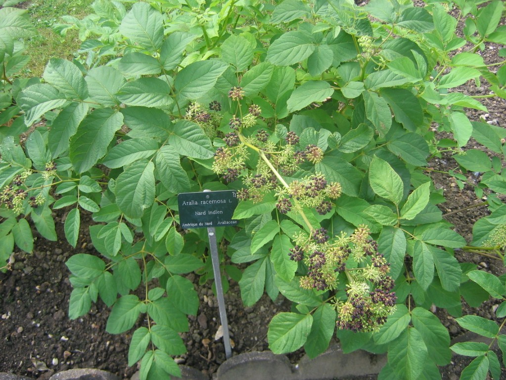 American spikenard – Aralia racemosa
