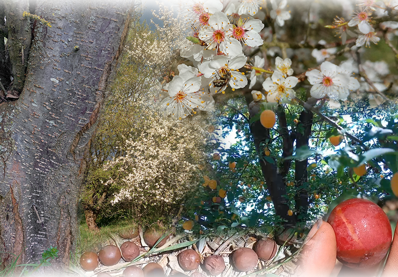 Kirschpflaume – Prunus cerasifera