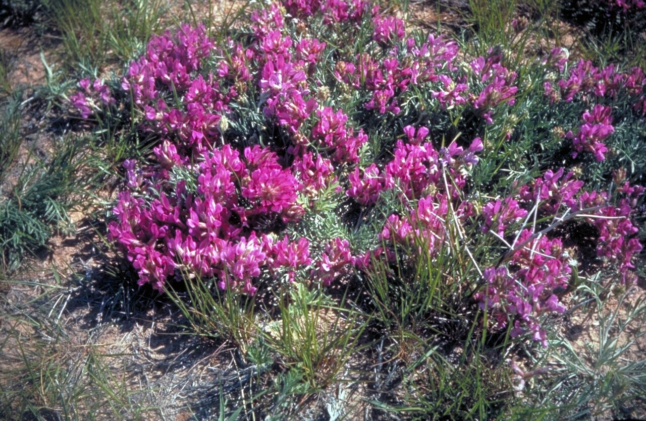Erdpflaume – Astragalus crassicarpus
