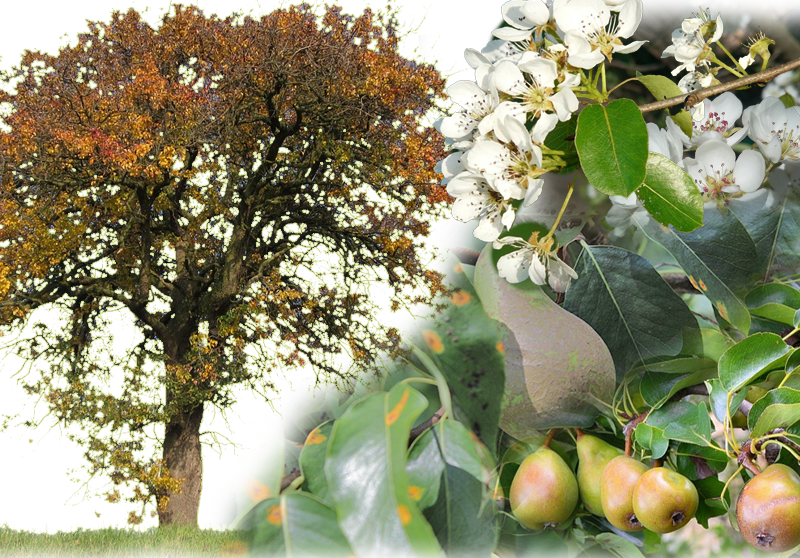 Europäische Birne – Pyrus communis