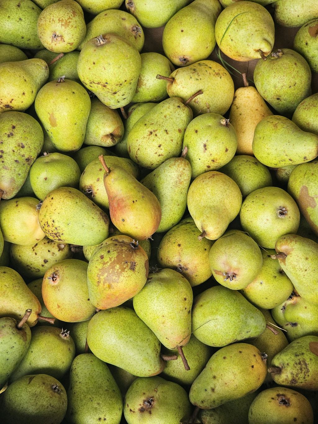 Bunte Julibirne – European pear