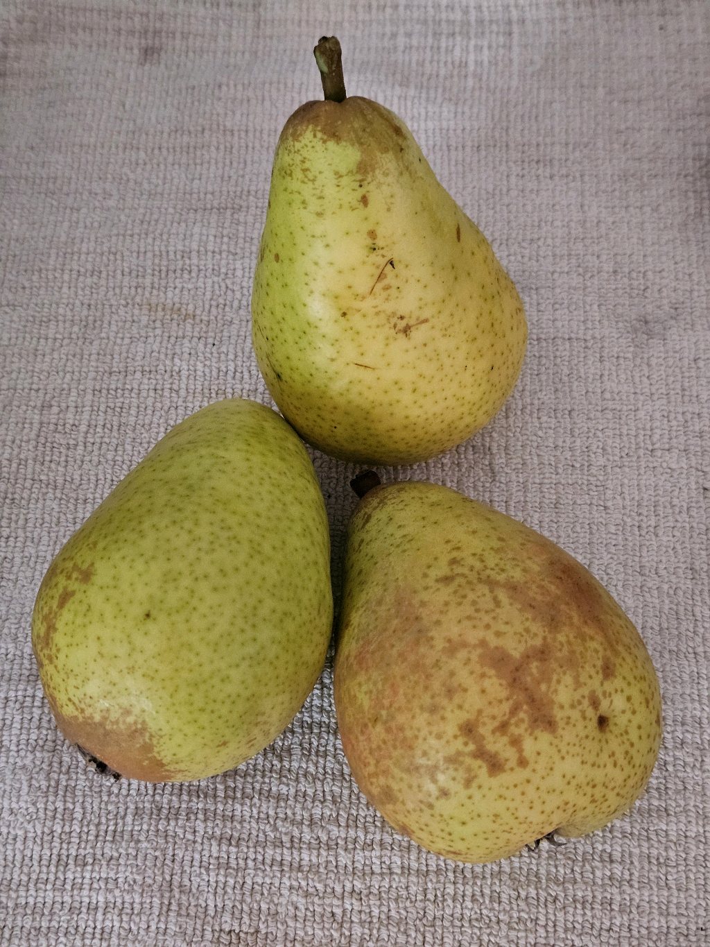 Dr. Jules Guyot – European pear