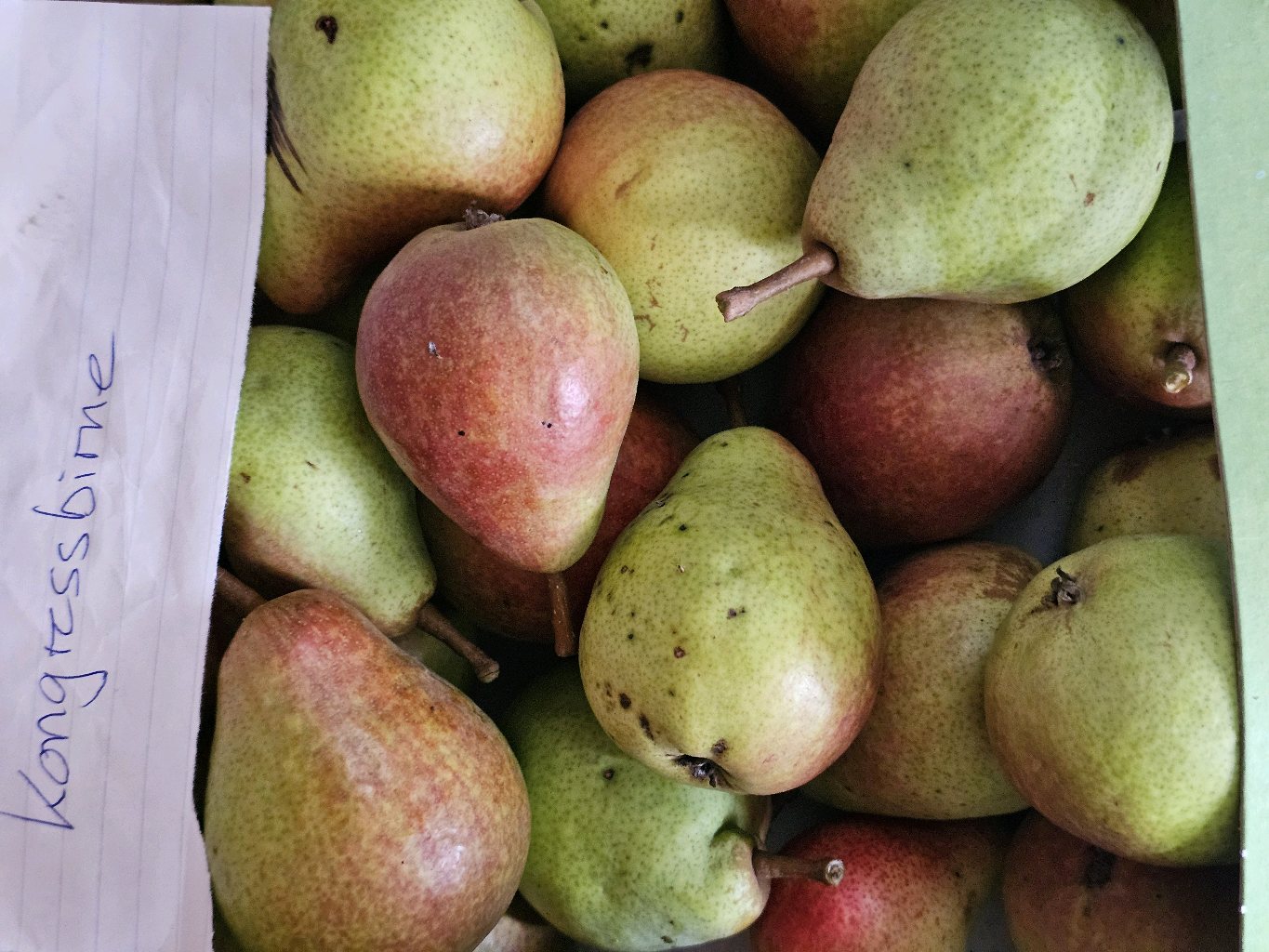 Kongressbirne – Europäische Birne