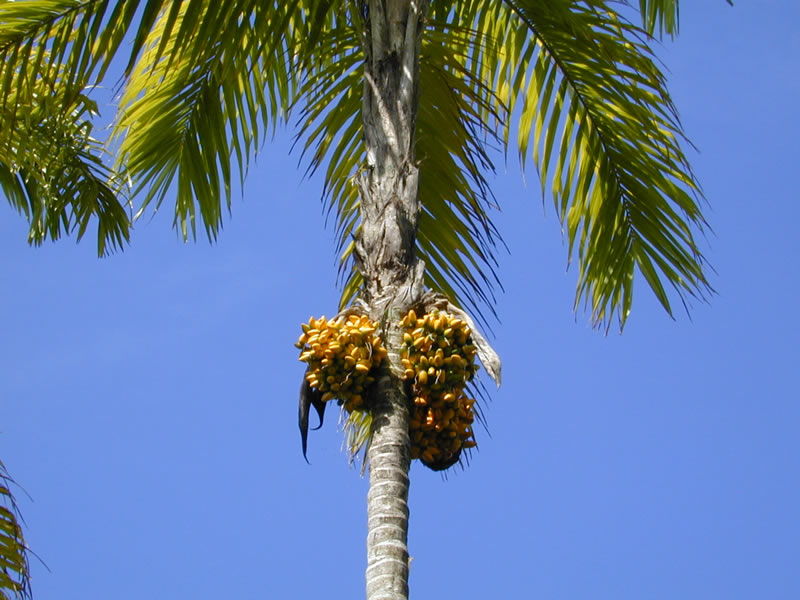 Pfirsichpalme – Bactris gasipaes