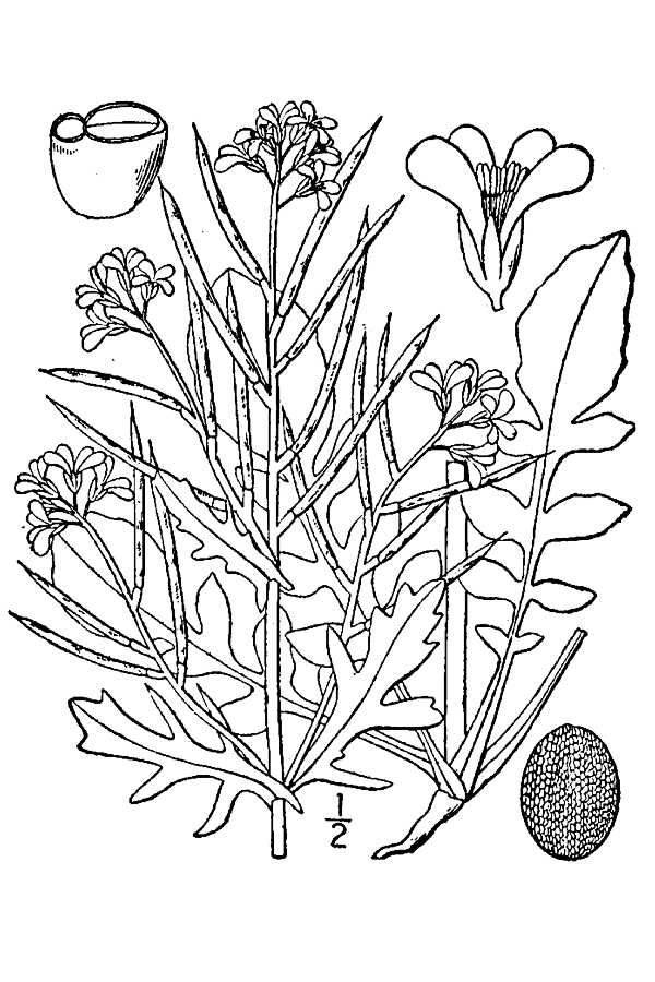 Early winter cress – Barbarea verna