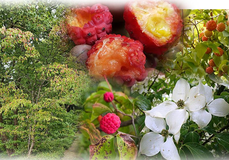 Chinesicher Fruchthartriegel – Cornus kousa