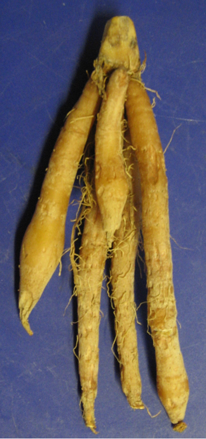 Chinese keys – Boesenbergia rotunda