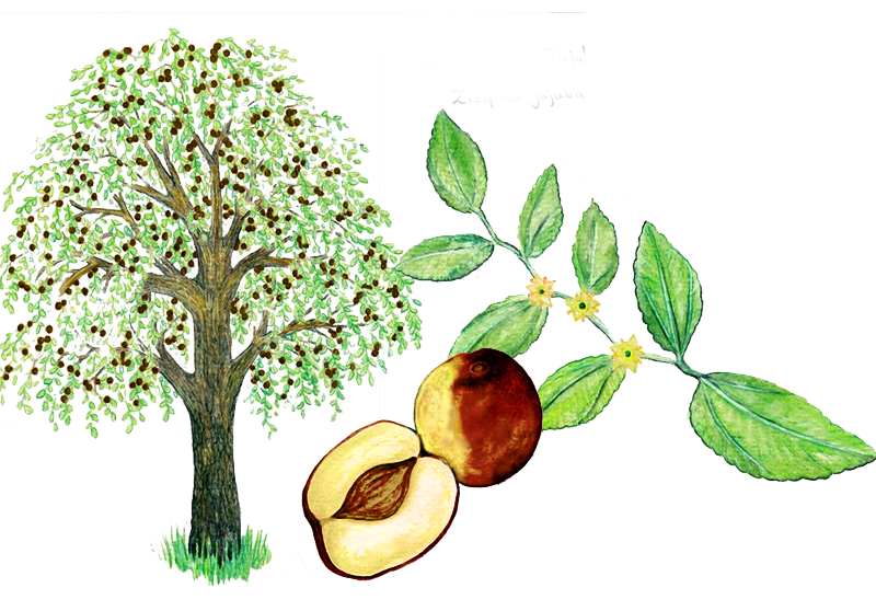 Jujube – Ziziphus jujuba