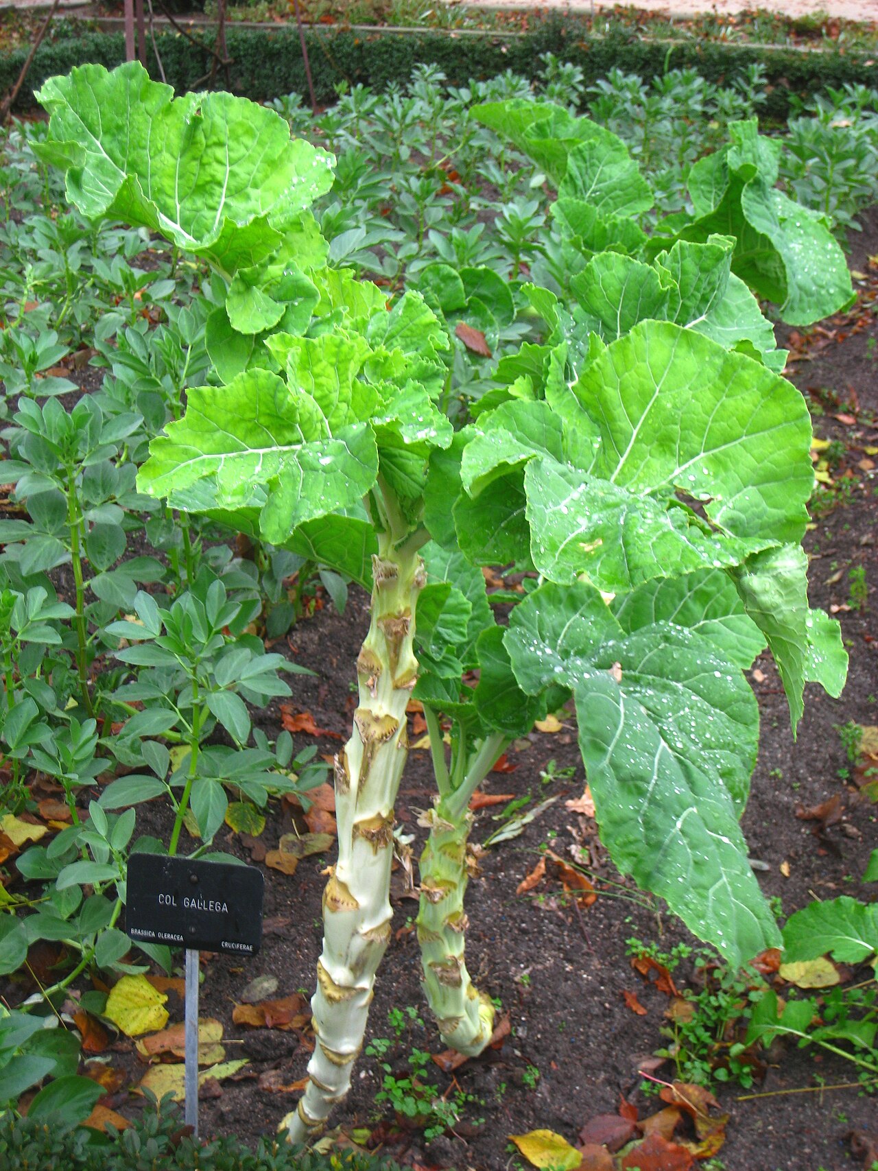Wild cabbage – Brassica oleracea