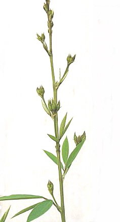Straucherbse/Gandul – Cajanus cajan