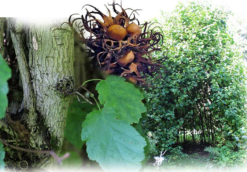 Tree hazel – Corylus colurna
