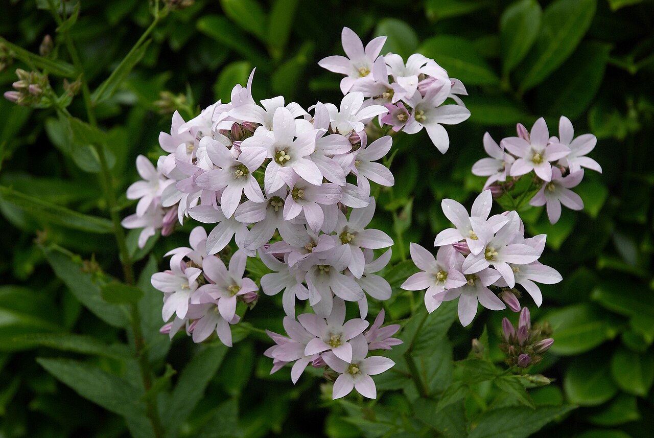 Milky bellflower – Campanula lactiflora