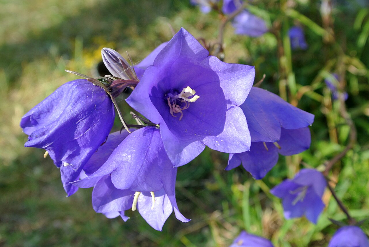 Peach-leaved bellflower – Campanula persicifolia