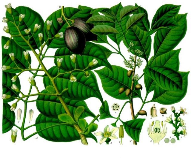 Galip nut – Canarium indicum